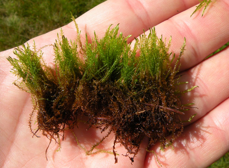 Muschio in prato umido 2